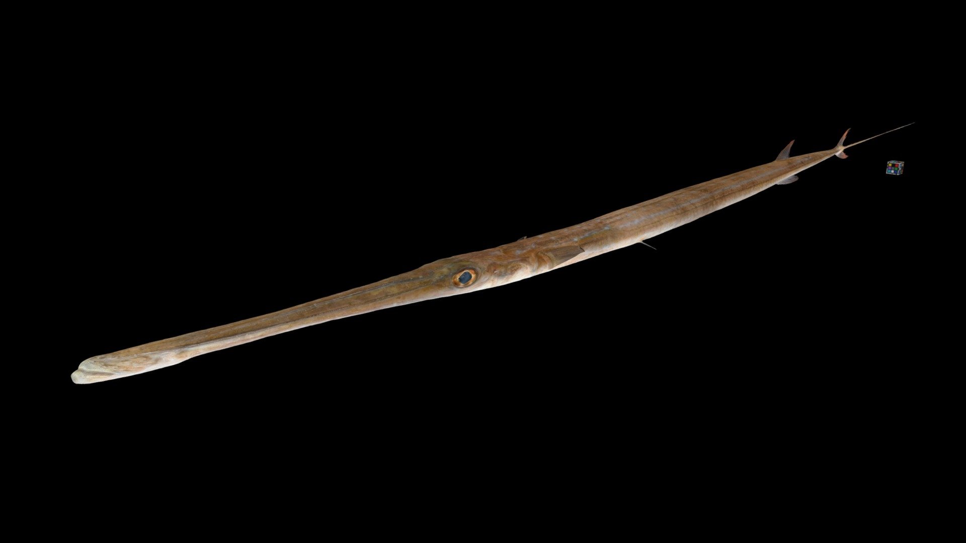 アオヤガラ Bluespotted Cornetfish, F. commersonii