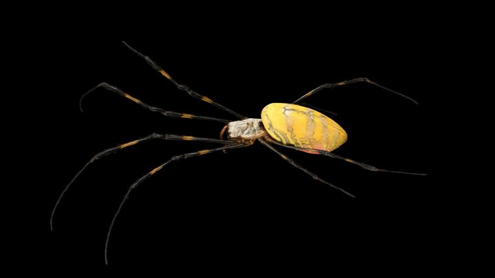 CC0 ジョロウグモ 🕷️ Joro Spider, Nephila clavata