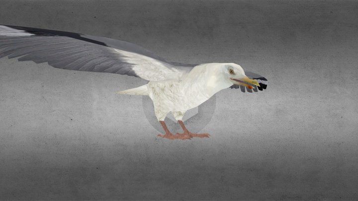 Seagull