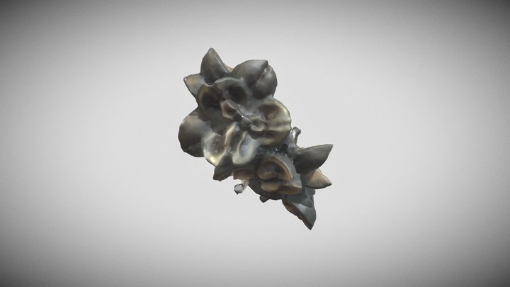 Panama - seed 17 3D Model