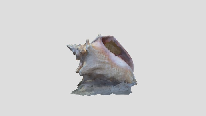 Shell 3D Model