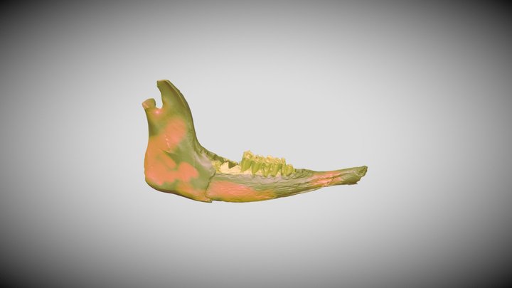 mandíbula de cabra pintada 3D Model