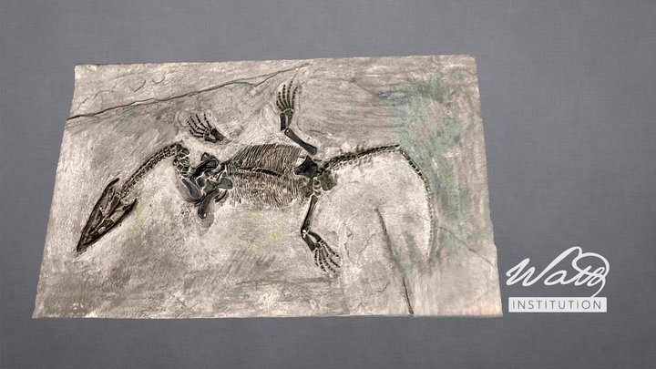 Lariosarus balsami fossil 3D Model