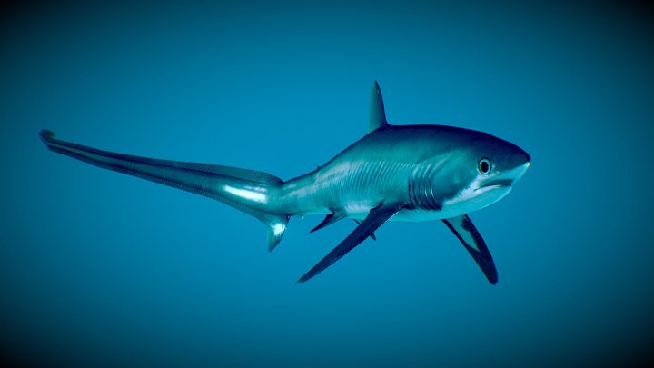 Pelagic Thresher Shark (Alopias pelagicus) 3D Model