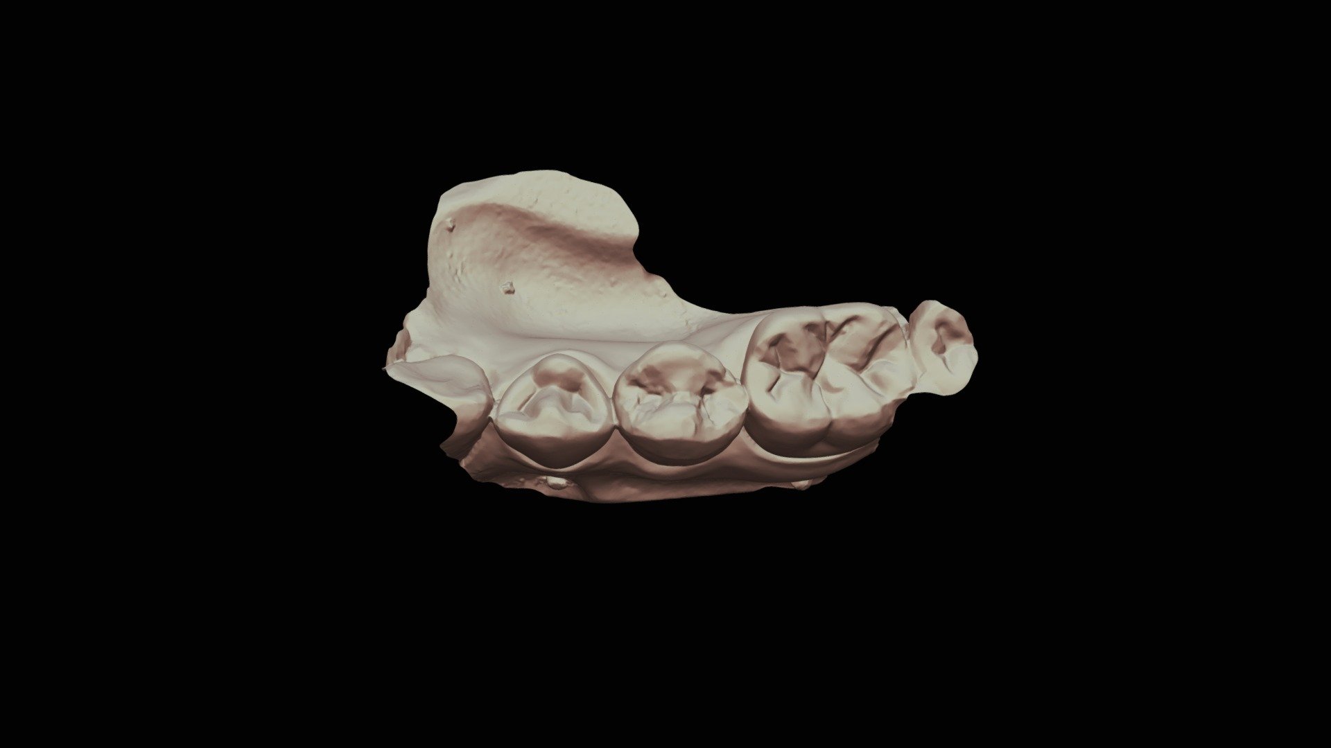 20k, Group 7, 6 Lower Jaw