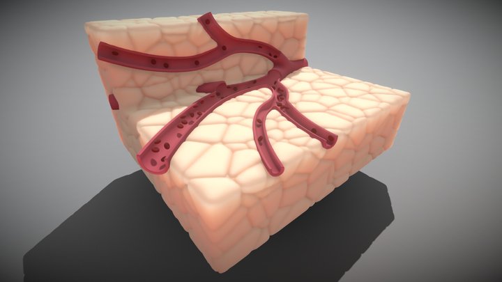 Blood Vessel (Cross Section) 2 3D Model