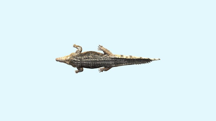 Crocodile Lillo 3D Model