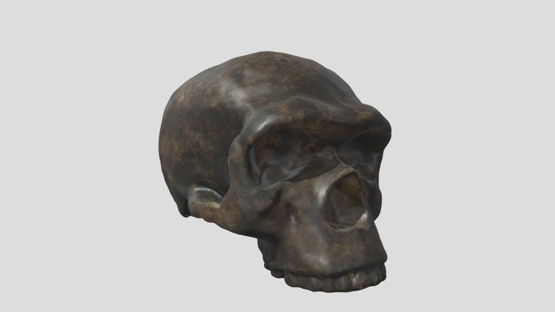 Homo neanderthalensis (Homme de Steinheim) — Sketchfab embed 3D viewer