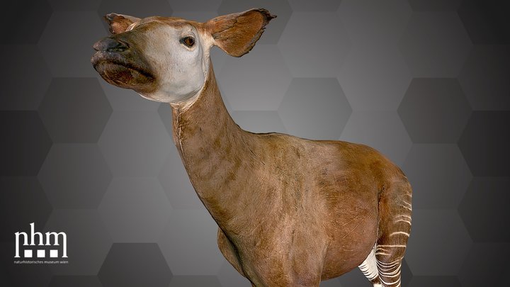 Okapi (NHMW-ZOO-MAMM-ST348) – Kostenloses 3D-Modell STL