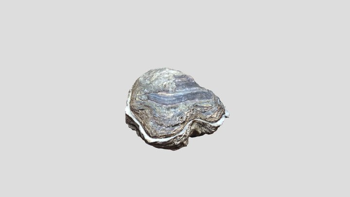 Pacific oyster (Magallana gigas) 3D Model