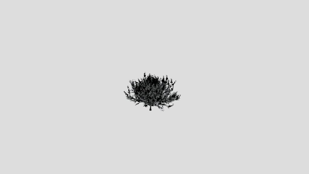 Shurb Caryopteris Bluebeard Animated
