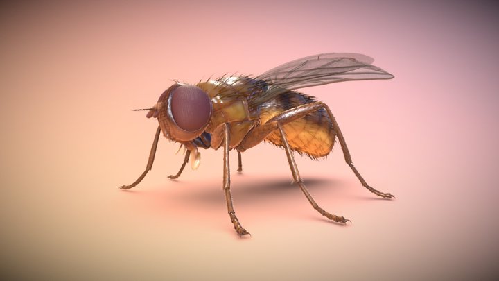Fruit Fly (2021-0104) 3D Model