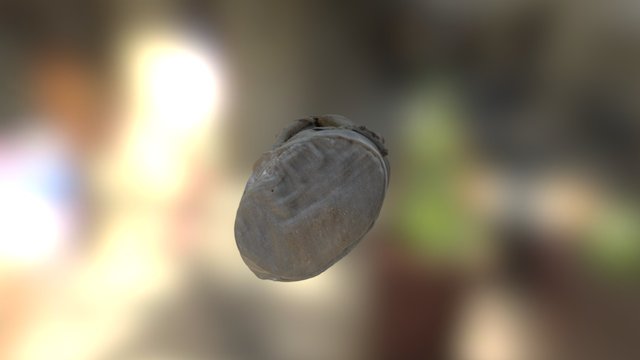 Колено 3D Model