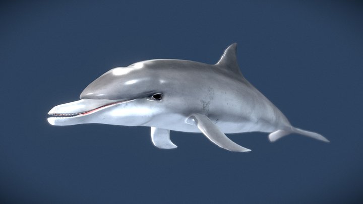 Bottlenose dolphin 3D Model