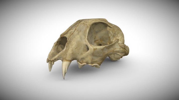 Eurasian Lynx's Lynx lynx Skull 3D Model
