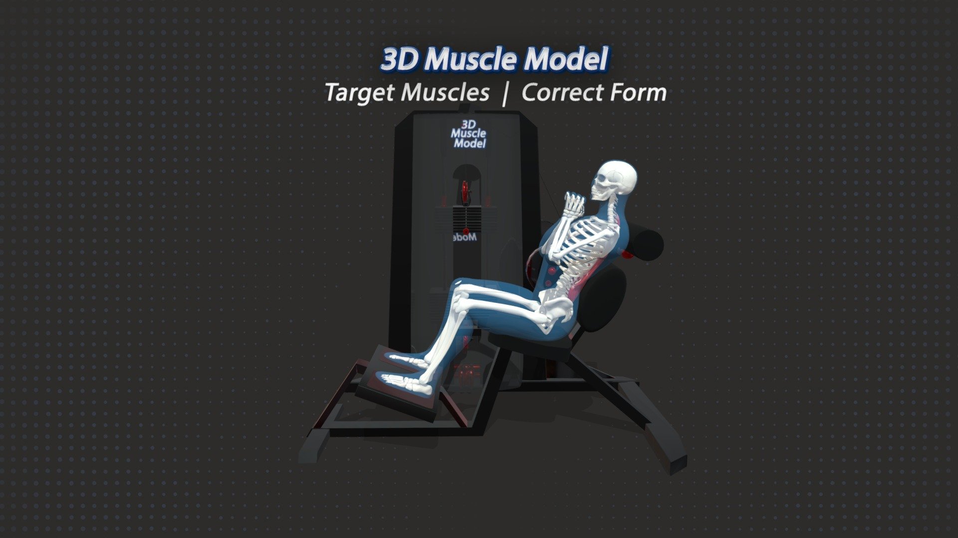 91. Back Extension Cable Machine. 3D model by Mike 3D Muscle Model