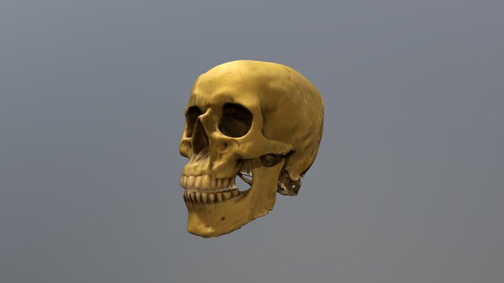 Skull – Kostenloses 3D-Modell STL