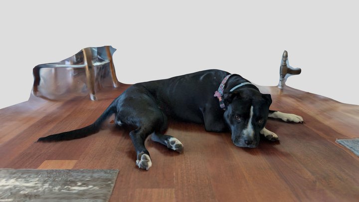 black and white dog laying down 3D Model