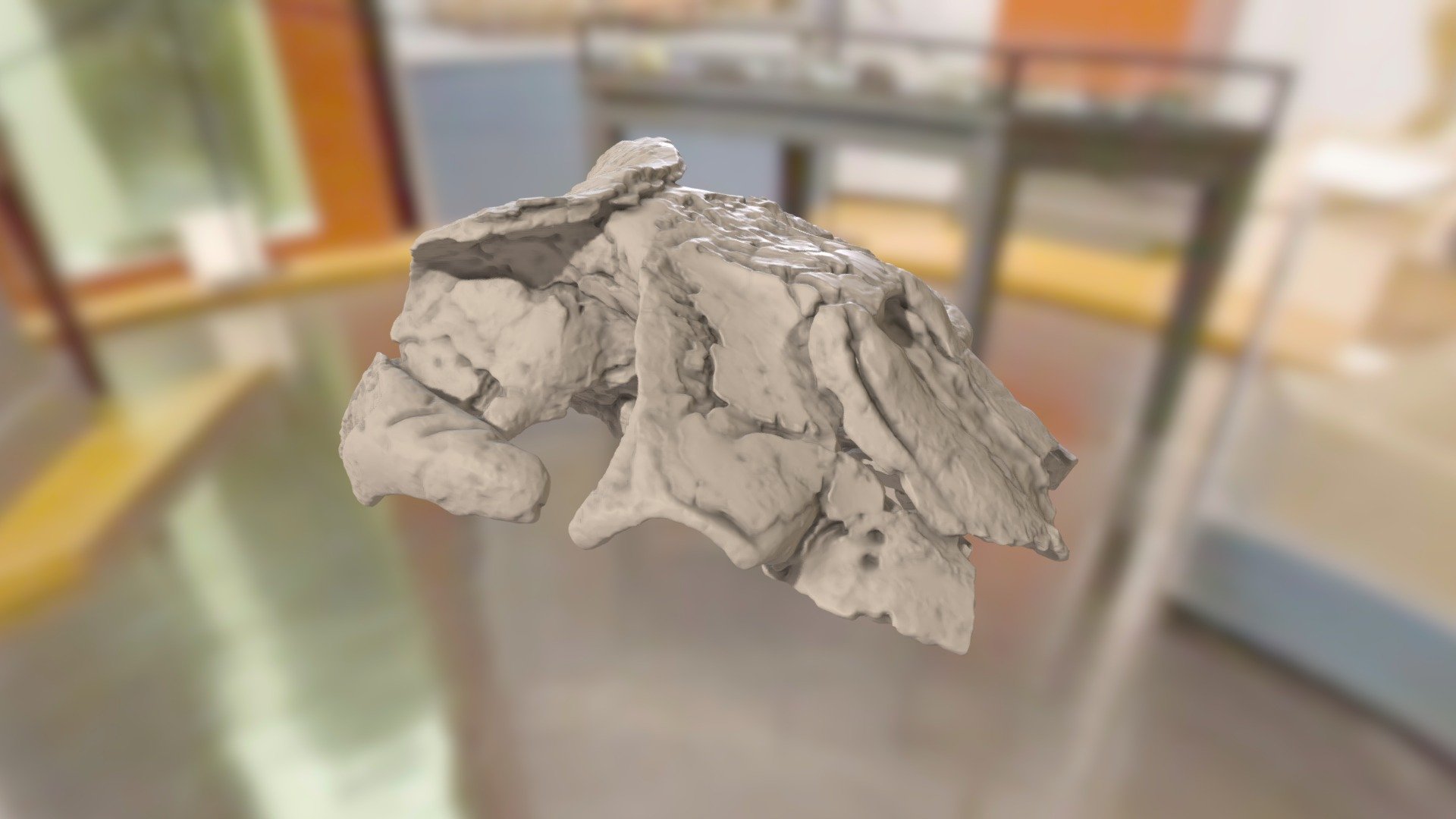 ChM PV4178 - TBD Whale Skull