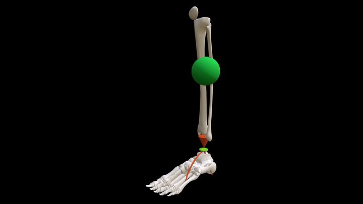 Release into Ankle 3D Model
