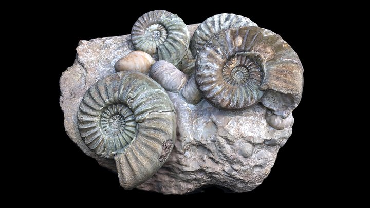 Multiple Asteroceras blakei ammonite fossil 3D Model