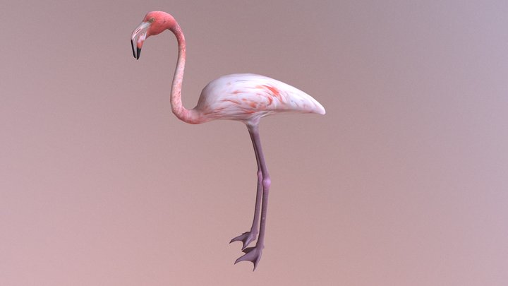 Greater Flamingo 3D Model