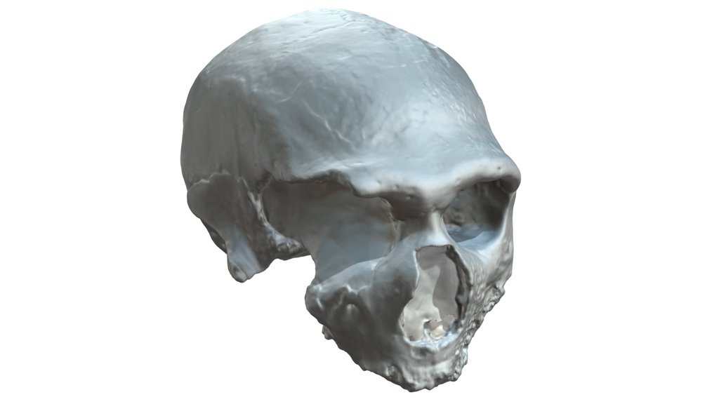 Guattari 1 Monte Circeo Neanderthal