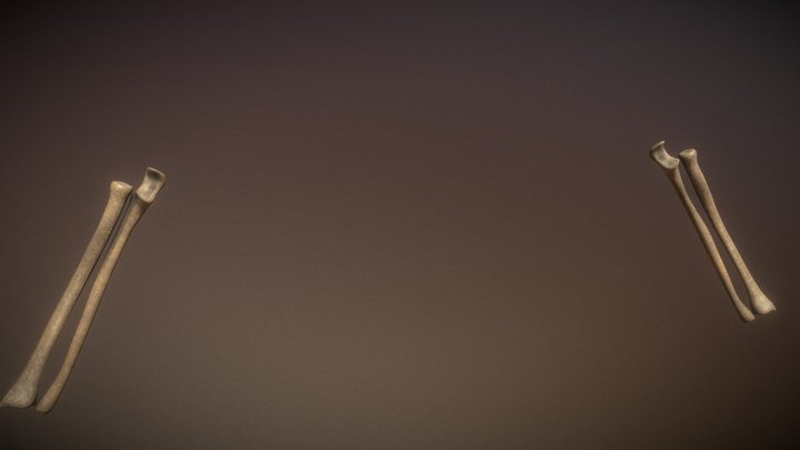 Arms 3D Model