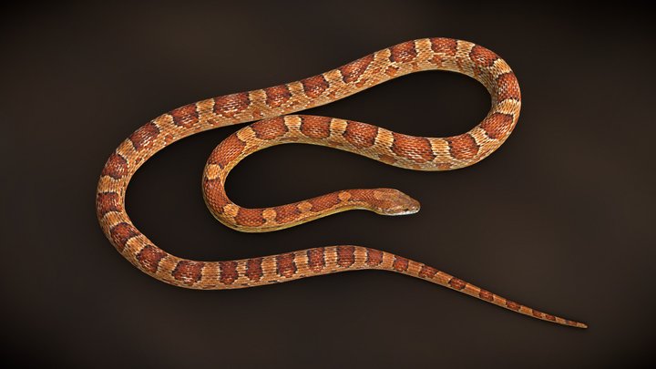 The wild-type corn snake 3D Model