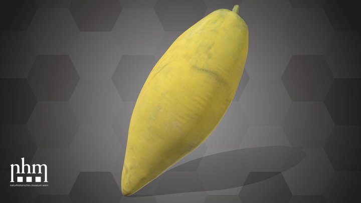 Jujube (NHMW-AFW-DING-0046-137) – Modèle 3D gratuit STL