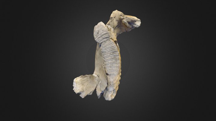 L'éléphant antique de Soulac (hémi-mandibule) 3D Model