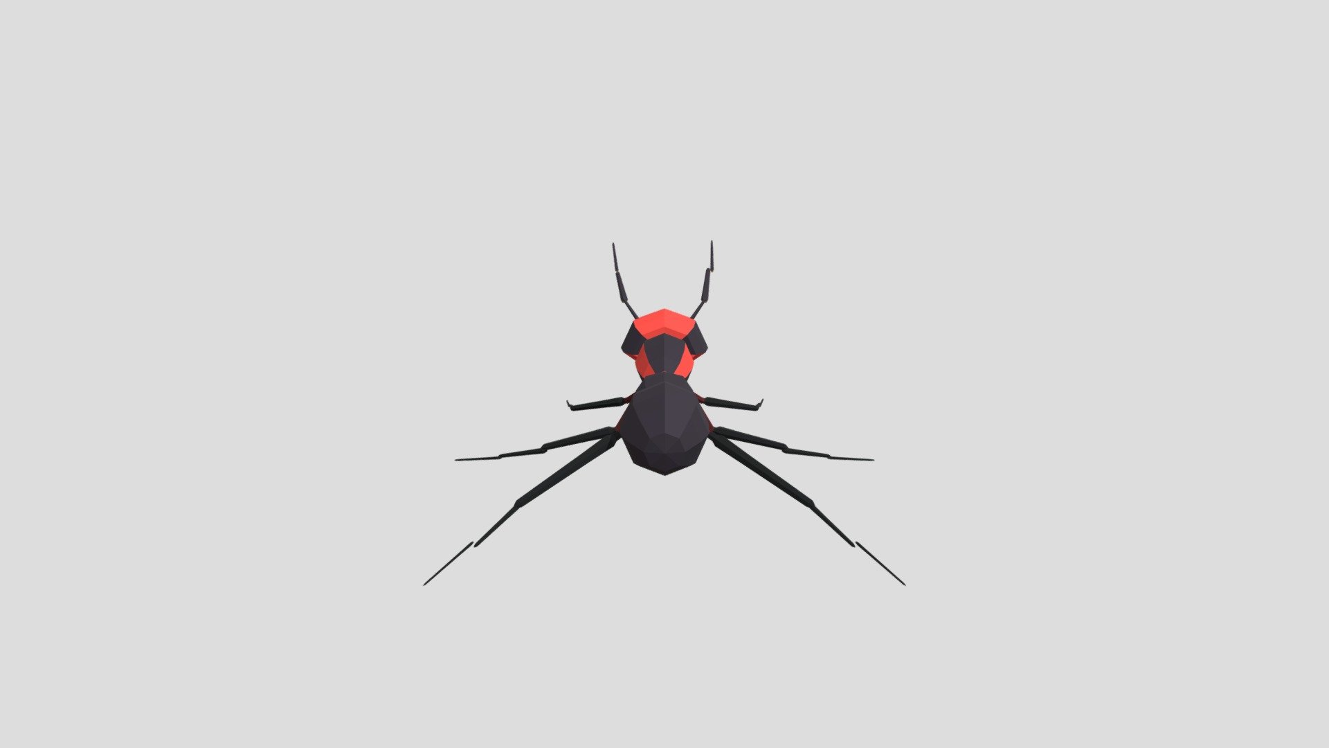 Ant