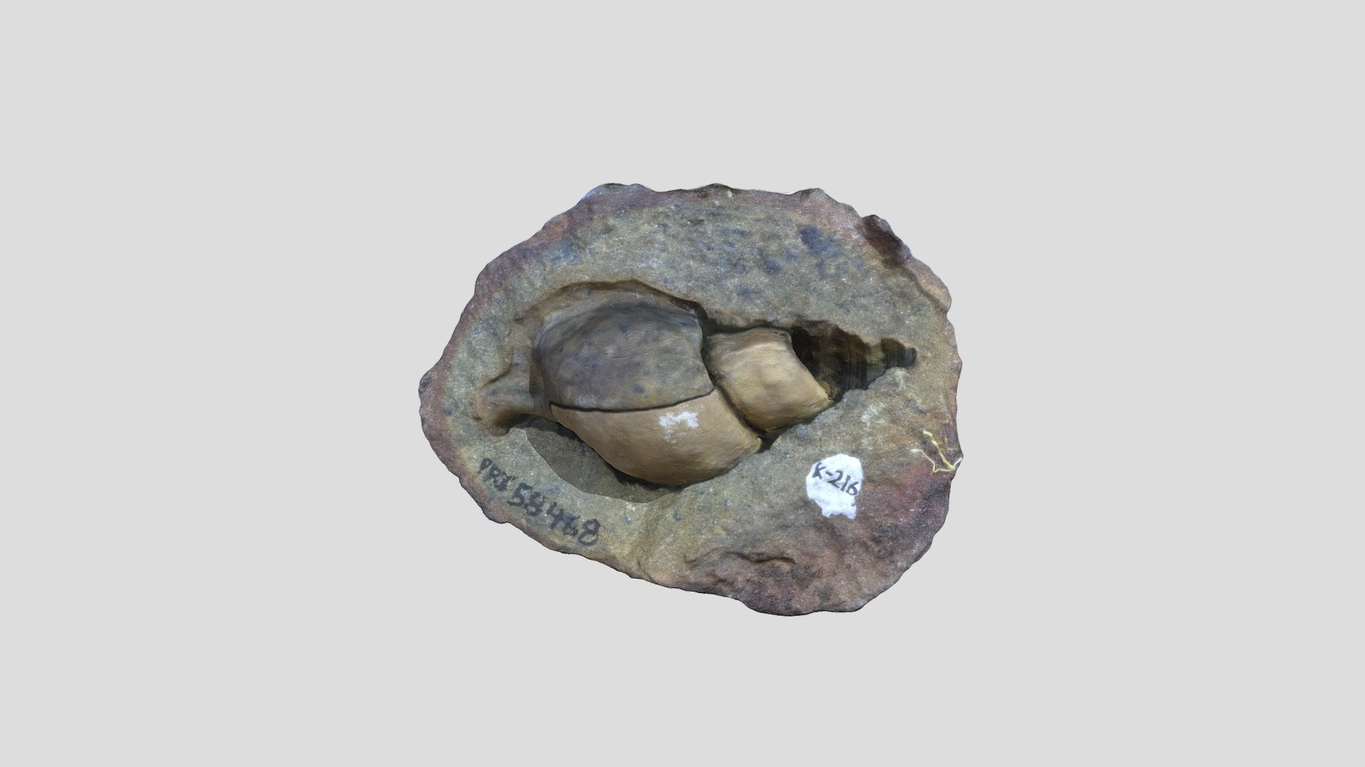 Gastropod-cassidaria-mirabilis-pri-58468