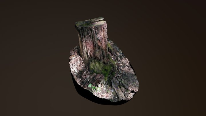 Stump photogrammetry test 3D Model