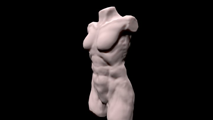 Torso-Female 3D Model