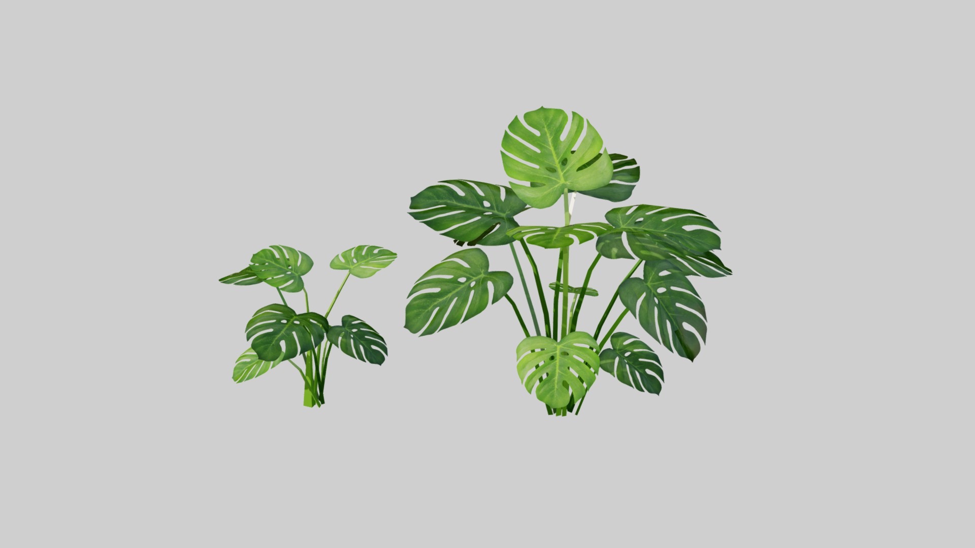 3D model Tropical Palm G45 - This is a 3D model of the Tropical Palm G45. The 3D model is about a group of green leaves.