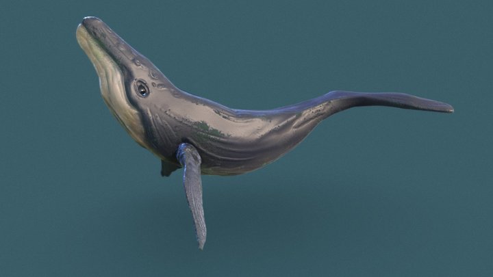 better topology whale 3D Model