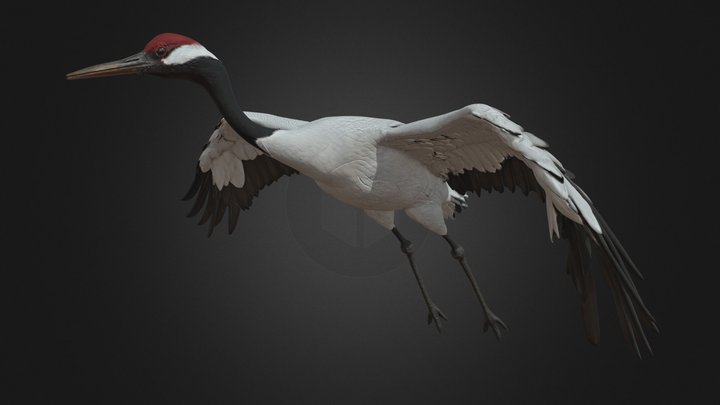 Whooping Crane – Flying Rigged Bird