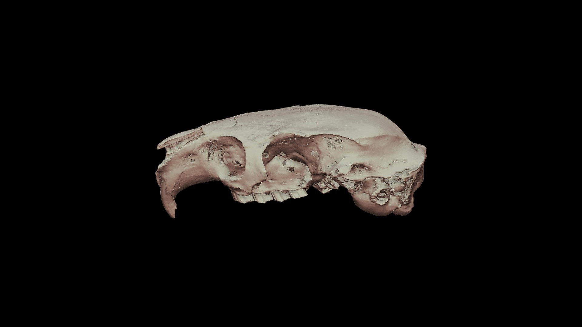 Plagiodontia aedium