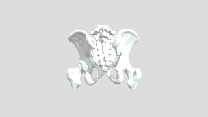 Pelvis Real Male CT Scan 3D Model