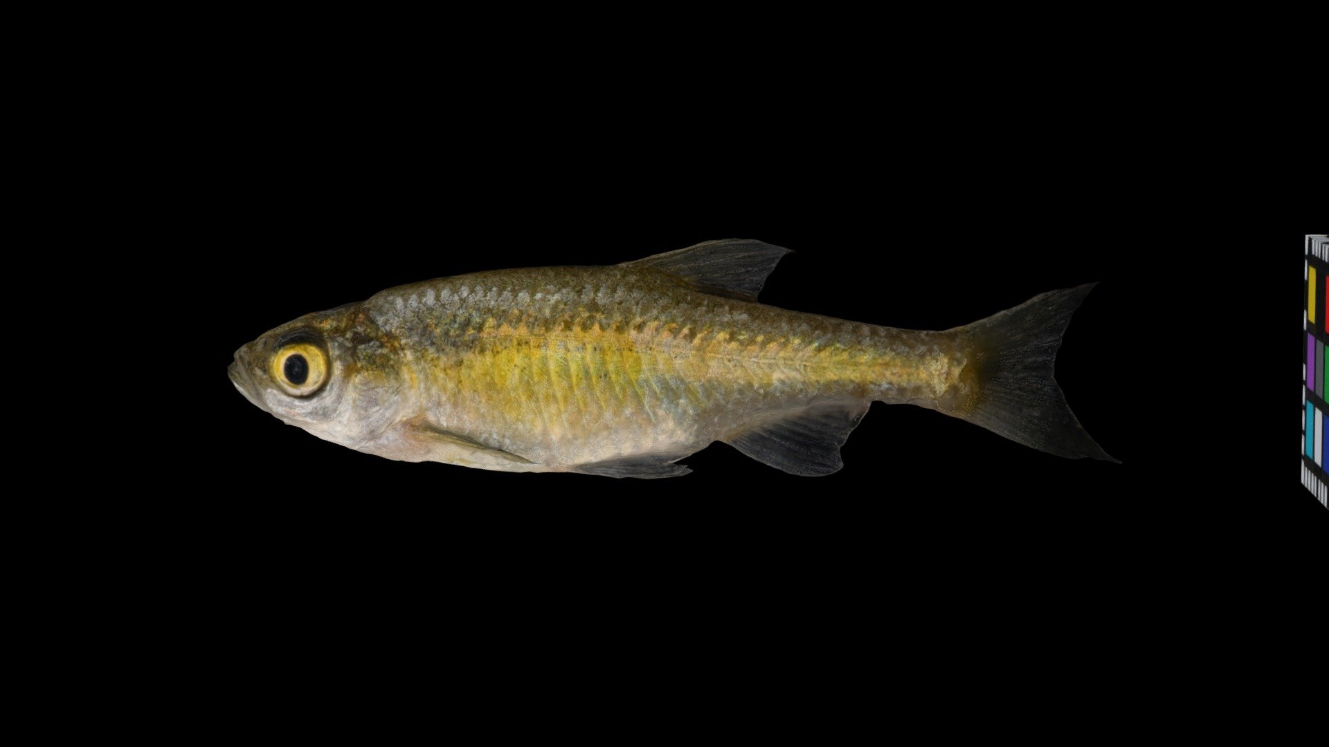 カワバタモロコ ♂ Kawabata Minnow