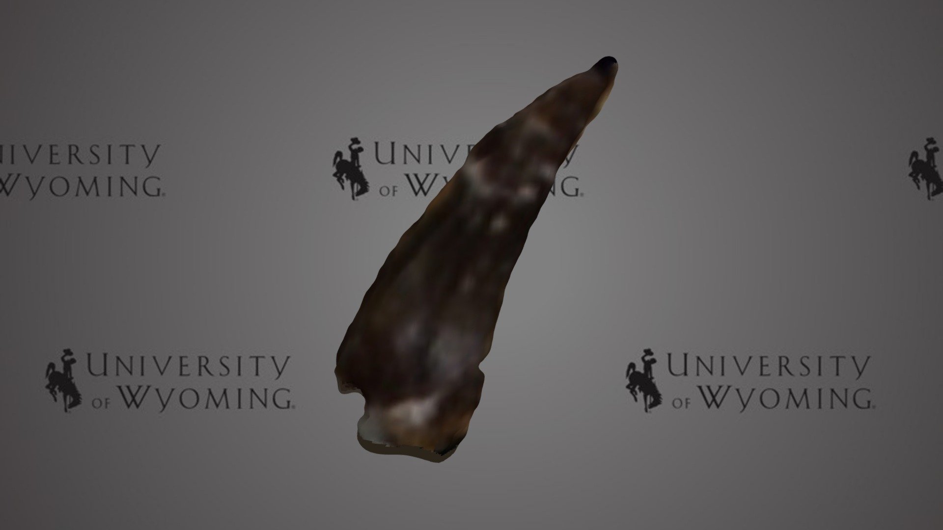 UW 26313 - Paronychodon lacustris, Tooth