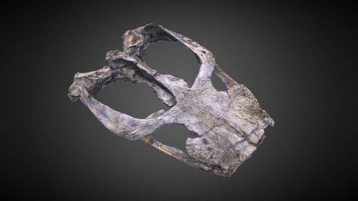 Fossil crocodile specimen 3D Model
