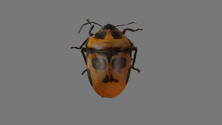 Scutellerid(?) (shield-backed bug) 3D Model