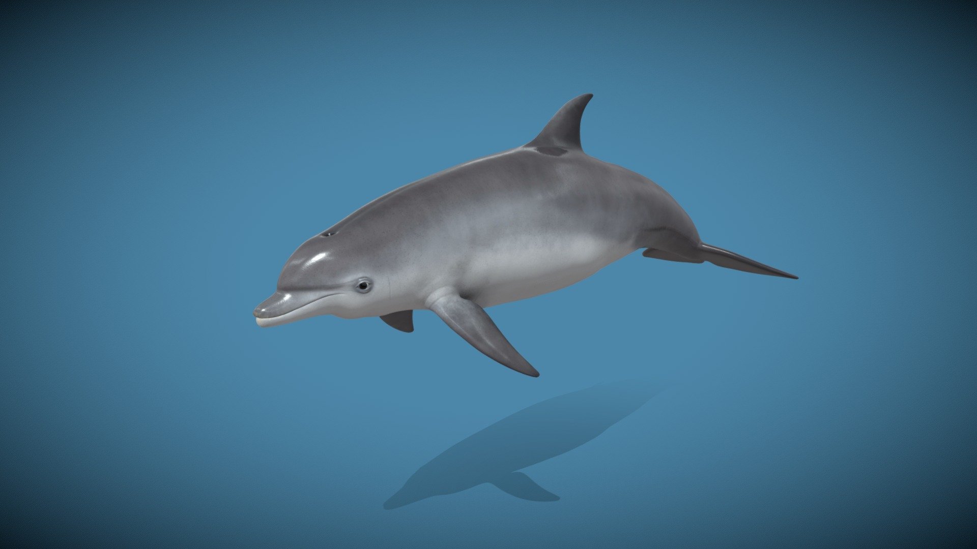 Dolphin - Buy Royalty Free 3D model by AVR Creative (@avrcreative ...