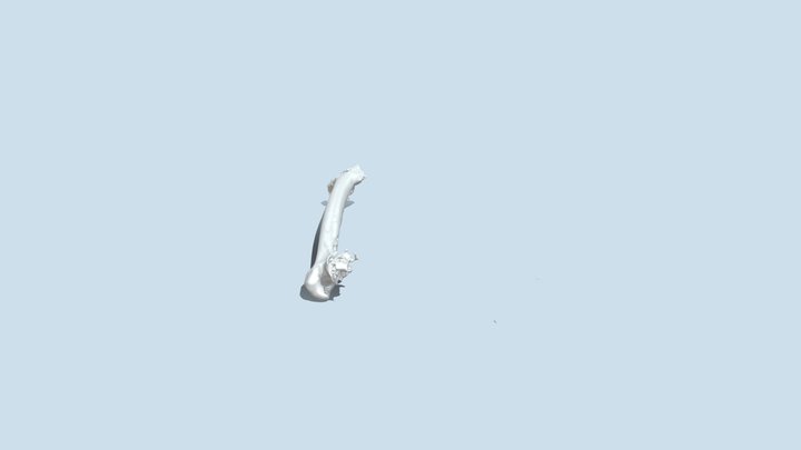LEFT FEMUR 3D Model