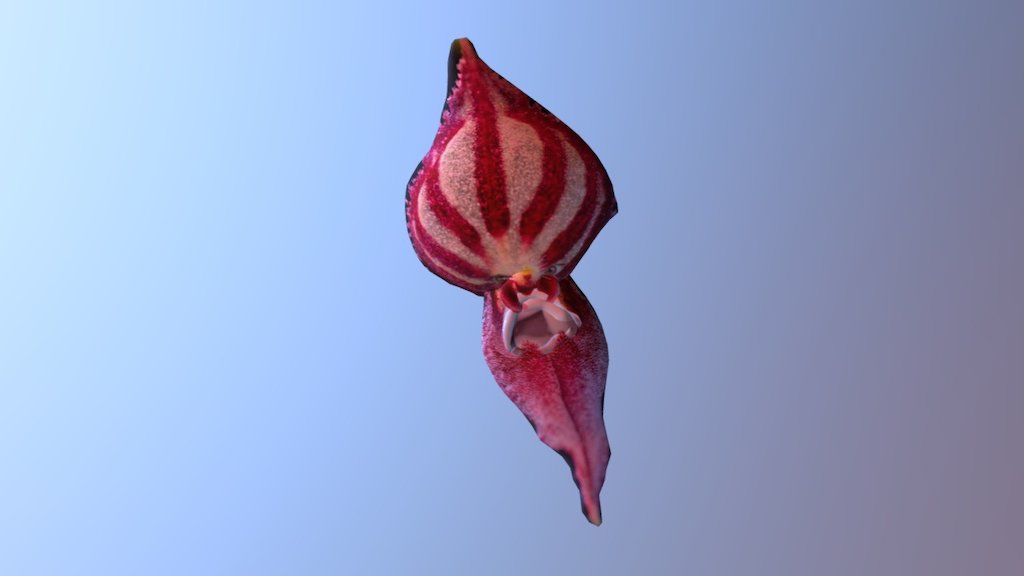 Orchid Collage 22