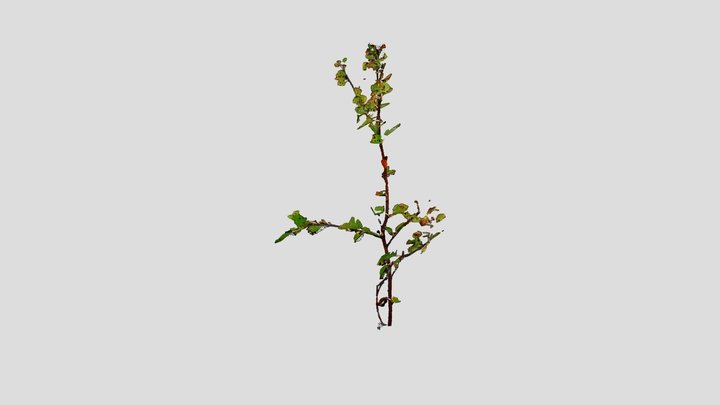 Birch_Branch_01 3D Model