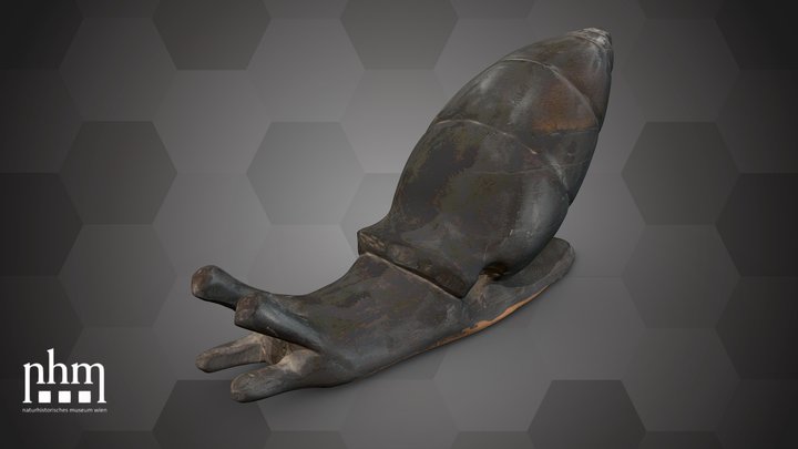 Giant snail (NHMW-ZOO-MO-0081100-ETH-128a) – Modello 3D gratuito STL