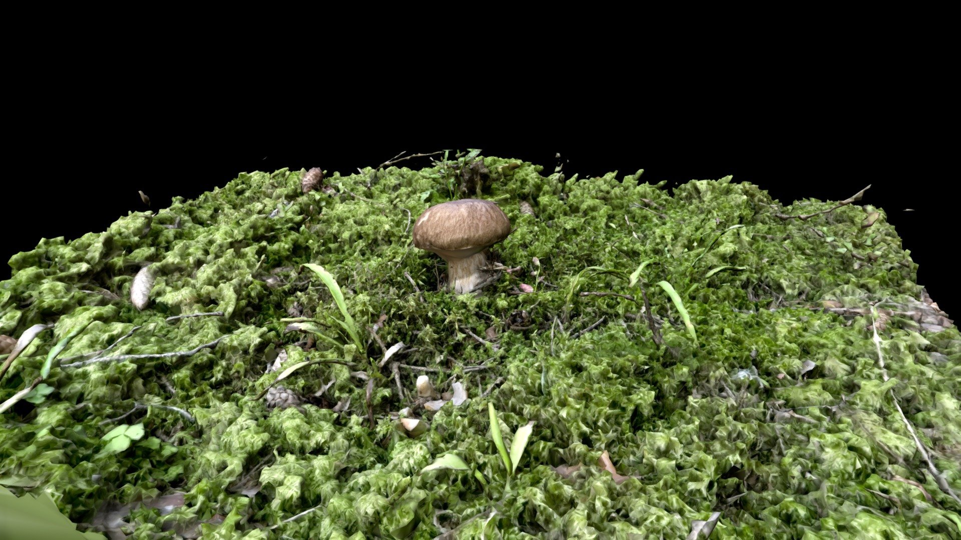 Forest Mushroom 3d scan